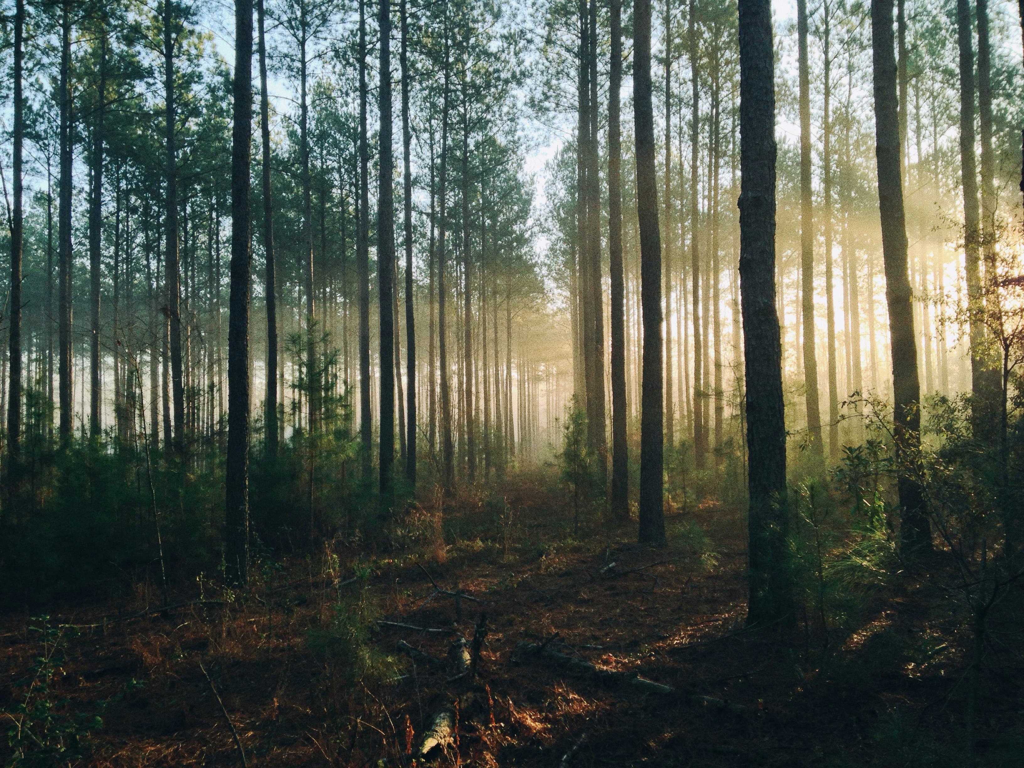Sunlight falling through a forest
