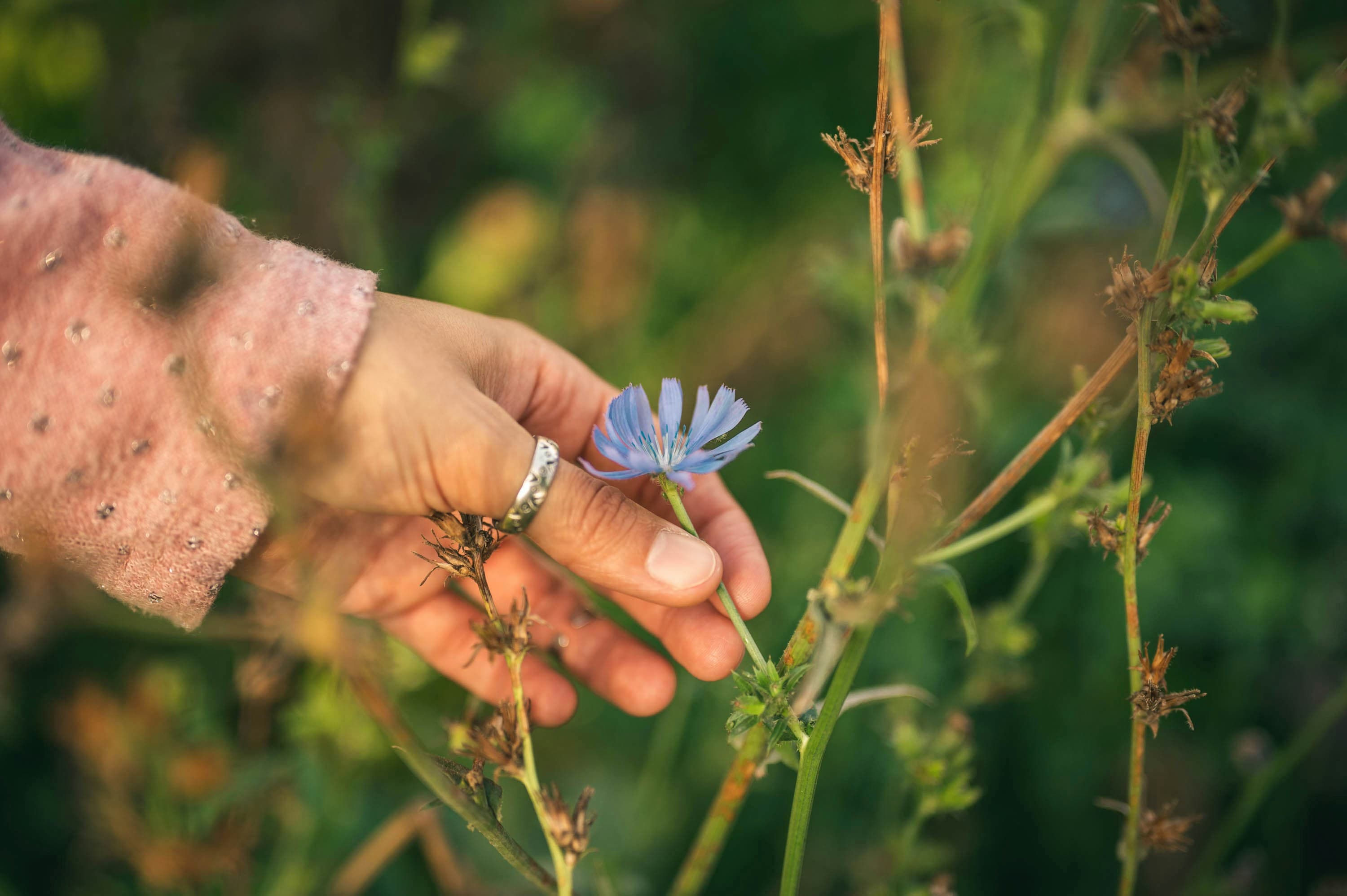 A hand reaching for a wild chicory flower in a sunlit meadow