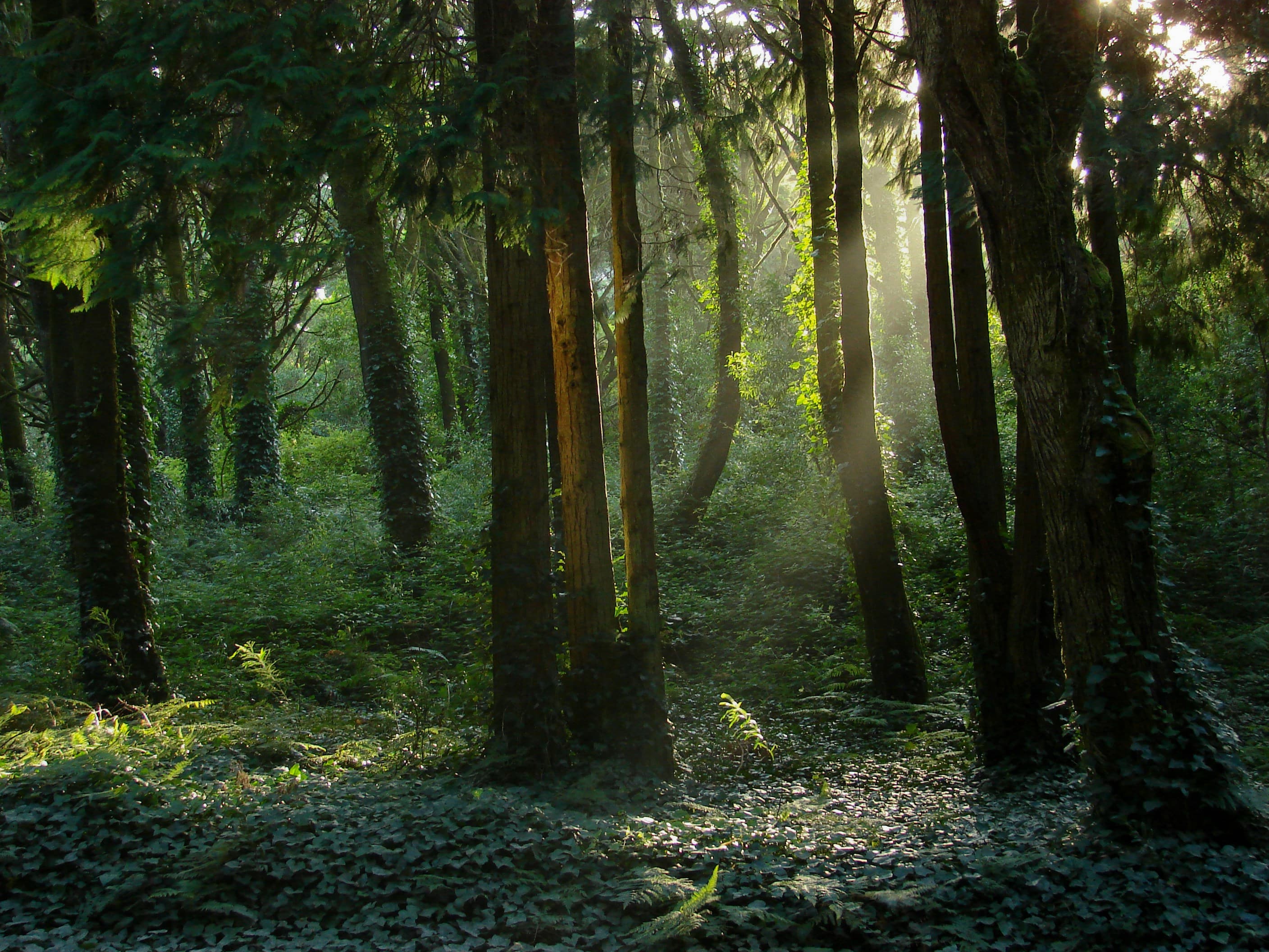 Sunlight falling through a green forest